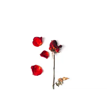 Dry Rose